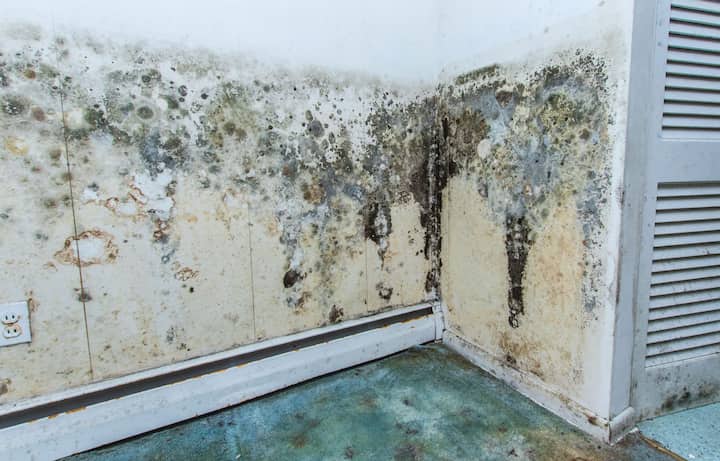 residential mold removal experts in Oakland